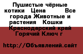 Пушистые чёрные котики › Цена ­ 100 - Все города Животные и растения » Кошки   . Краснодарский край,Горячий Ключ г.